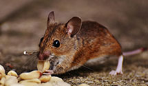 24 Hour & Emergency Exterminators in Pinyon Pines, CA